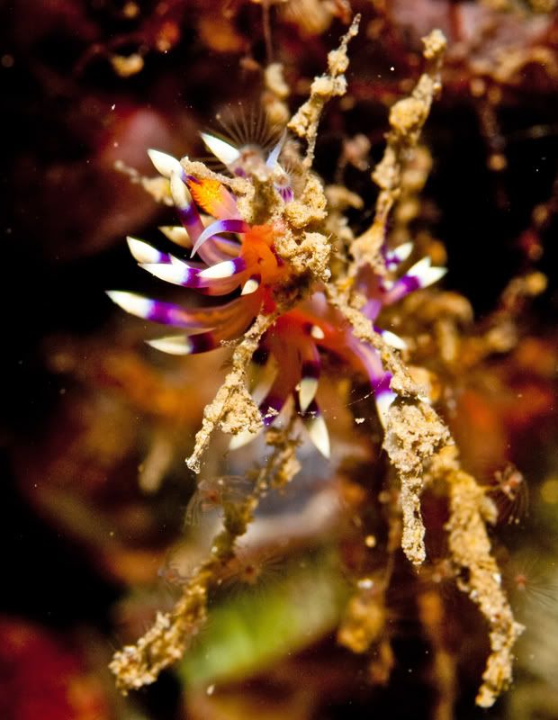 Nudibranch6.jpg