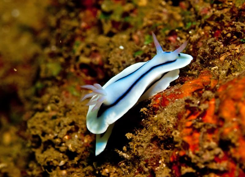 Nudibranch7.jpg