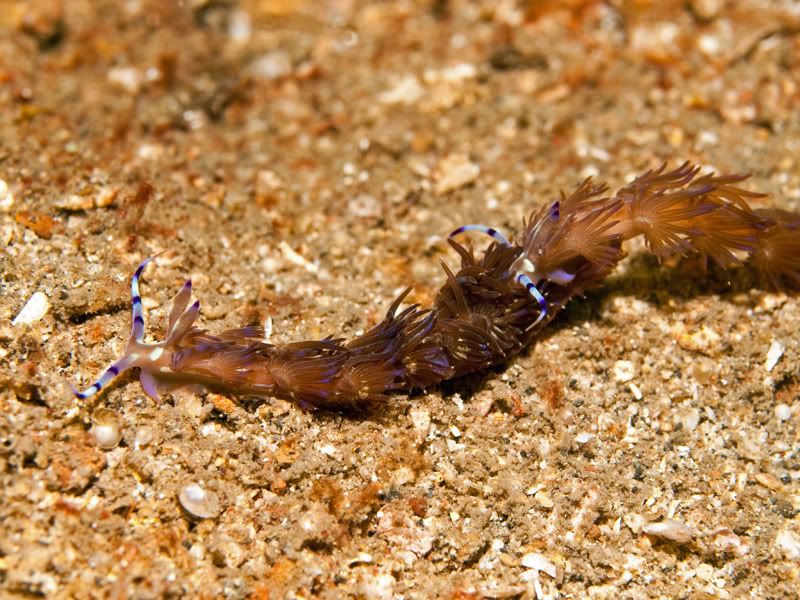 Nudibranch8.jpg