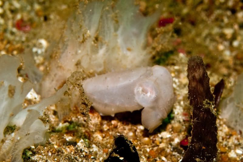 PygmyCuttlefish1.jpg