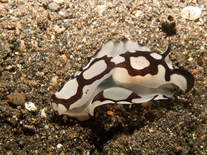 nudi1-1.jpg