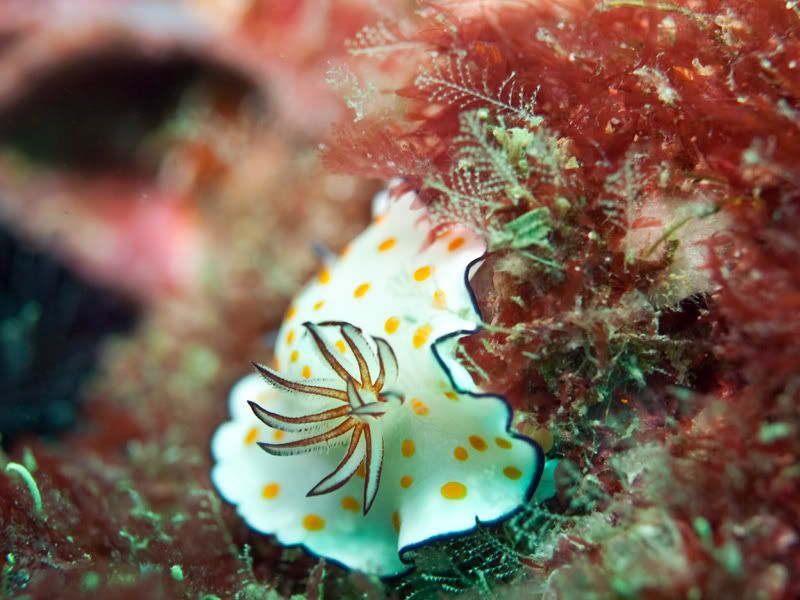 Nudi.jpg