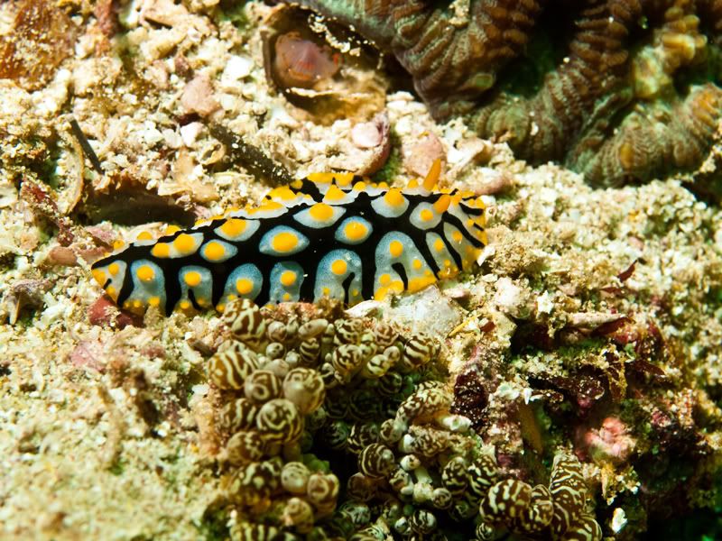 Nudi8.jpg