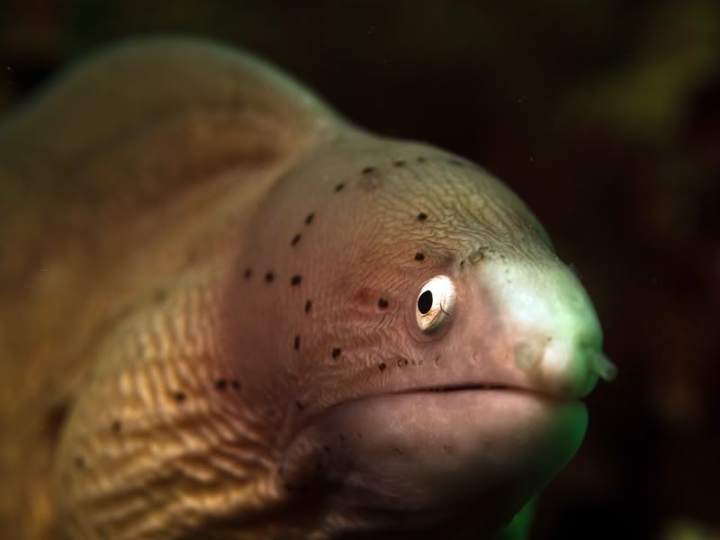 PepperMoray.jpg