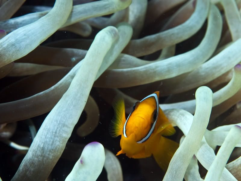 clownfish3.jpg