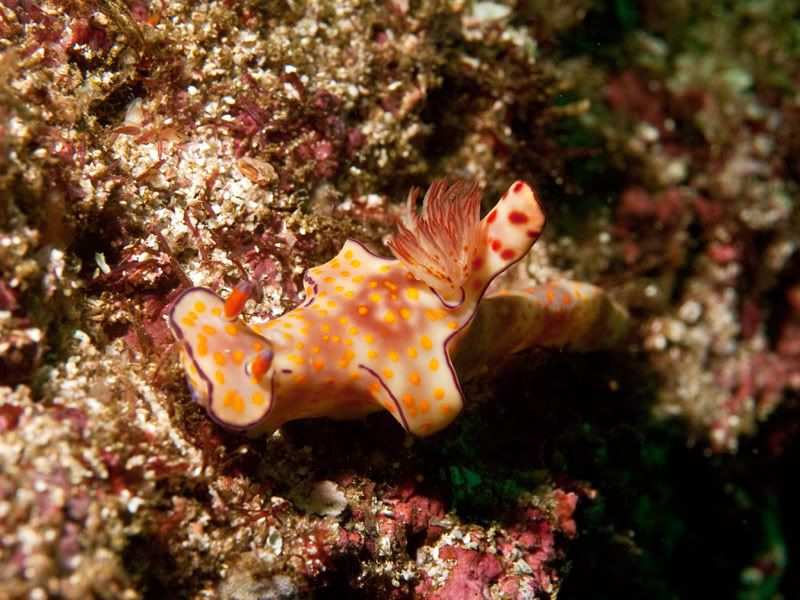 nudi1-1.jpg