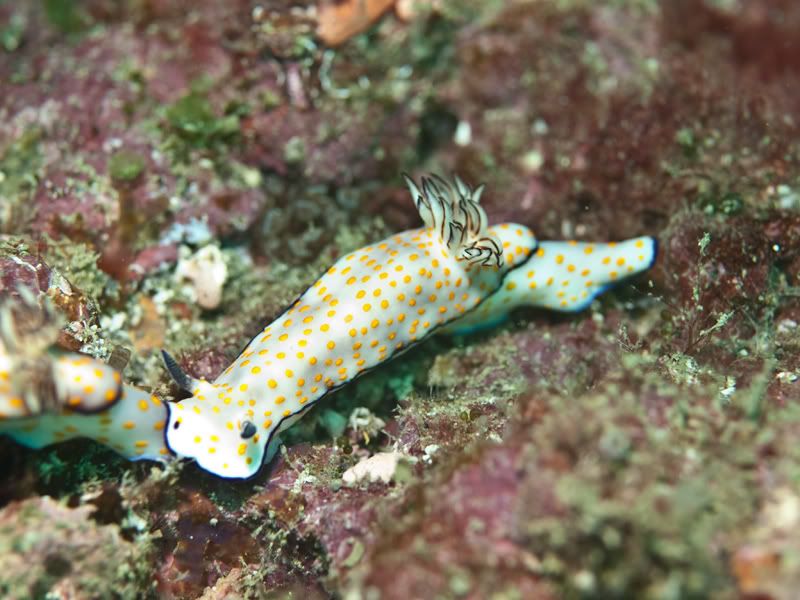 nudi1.jpg