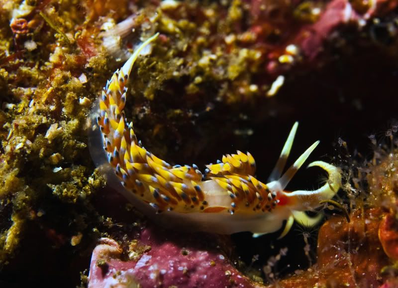 nudi4.jpg