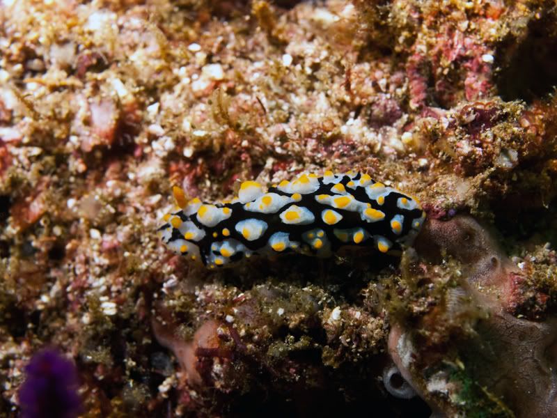 nudi7.jpg