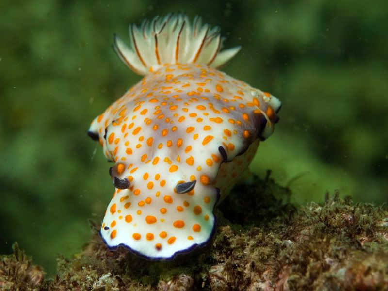 nudibranch3.jpg