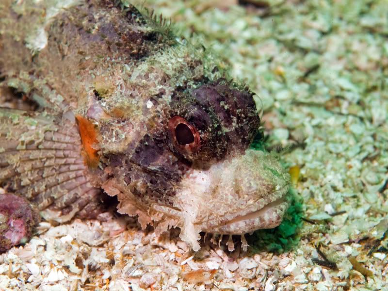 scorpionfish-1.jpg