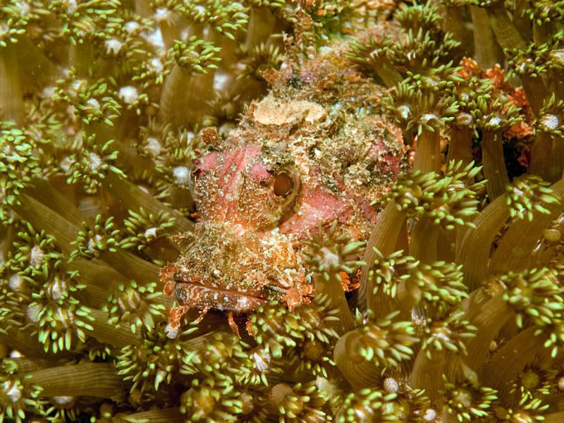 scorpionfish.jpg