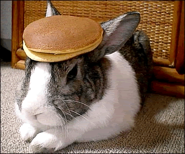 rabbit_pancake.gif