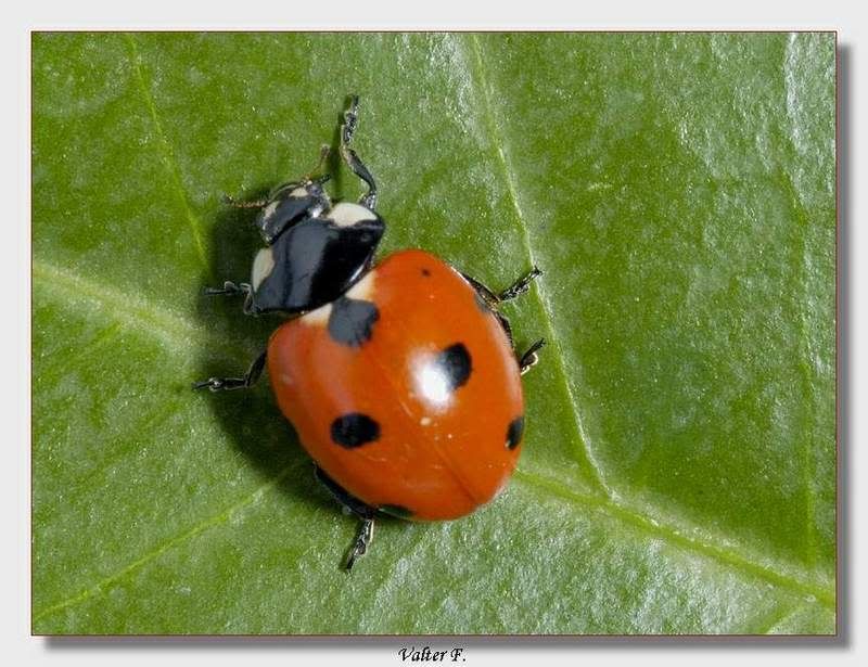 Immagine ridimensionata: clicca sull'immagine per vederla con le dimensioni originali.