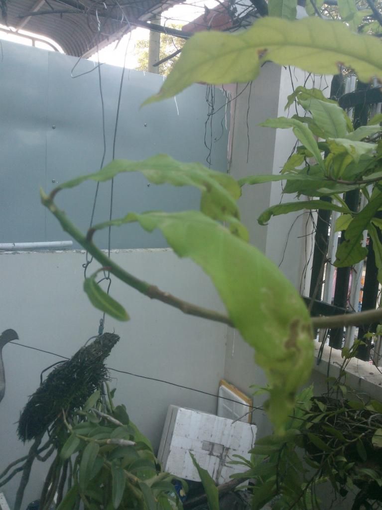 Bệnh rụng lá non trên cây lộc vừng