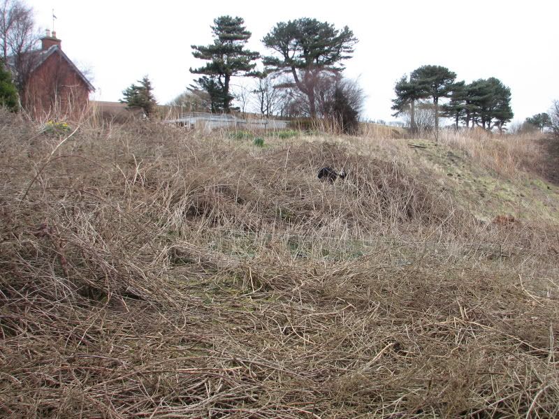 ferreting136.jpg