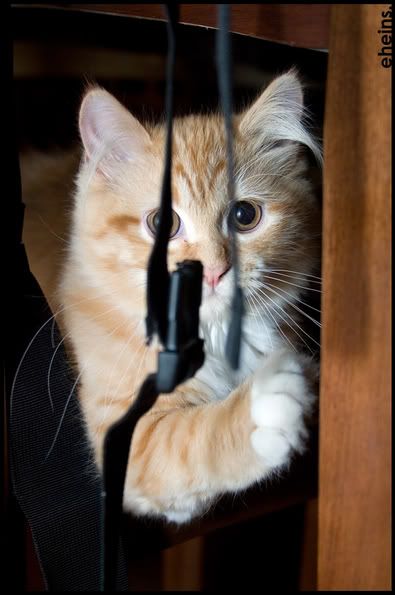 IMAGE: http://i9.photobucket.com/albums/a57/corterlifecrisis/The%20Great%20Outdoors/kipperdone1.jpg