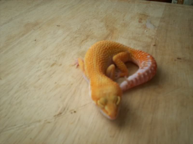 geckos2014.jpg