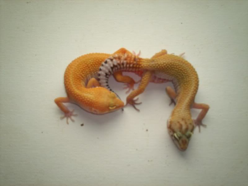 geckos2027.jpg