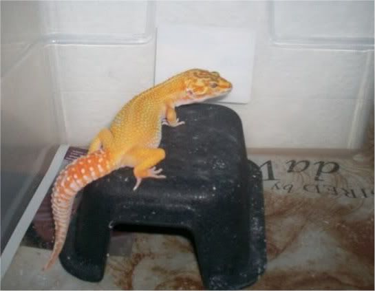 geckos2029.jpg