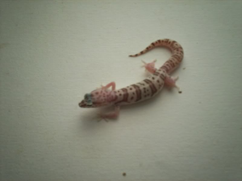 geckos2033.jpg