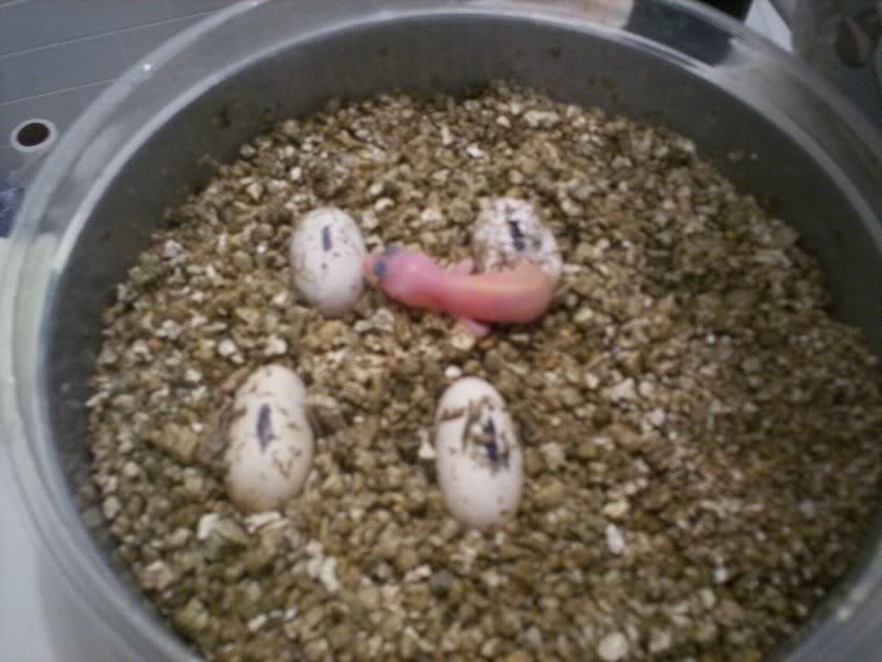 geckos2045.jpg