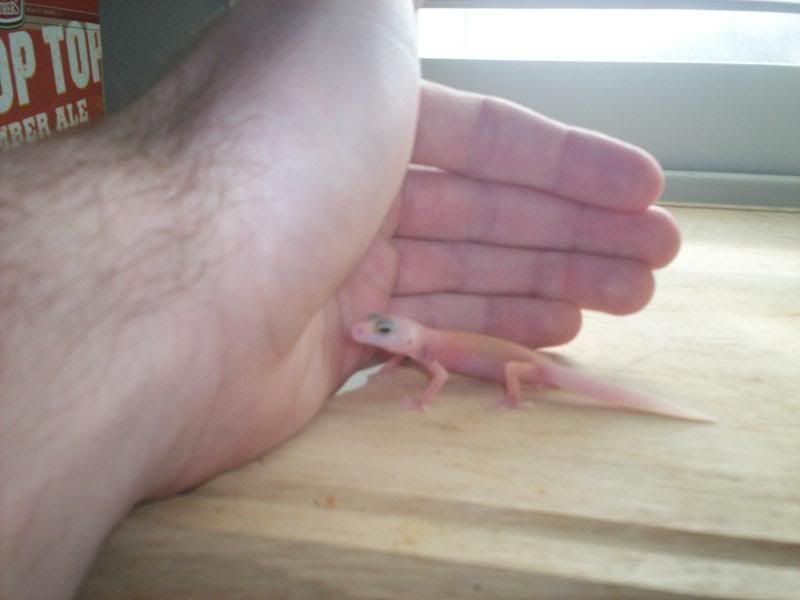 geckos2058.jpg