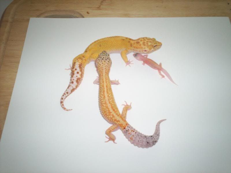 geckos2072.jpg