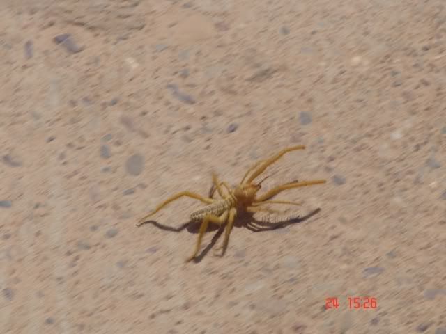 All of the ig ones we saw in biggest camel spider in world. All of the ig ones we saw in