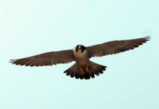 peregrine-falcon1.jpg