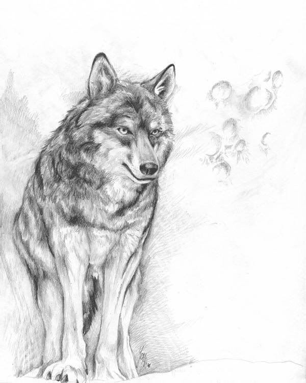  wolf Pictures, Images and Photos