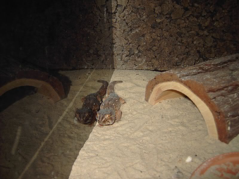 PICT0363.jpg