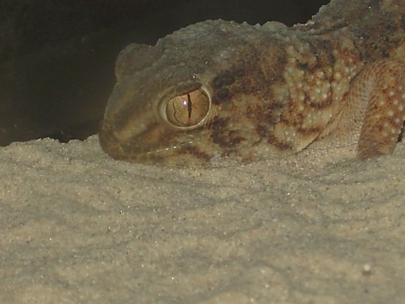 PICT0386.jpg