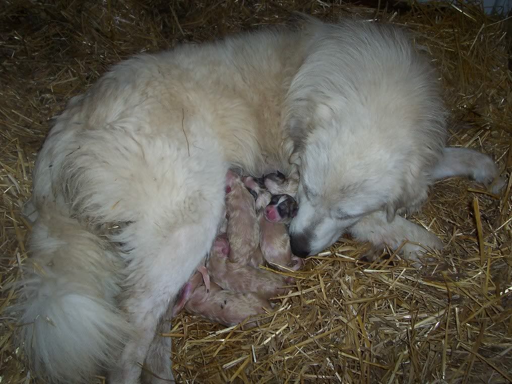 New Litter of Pyrenees pups!! - Goats