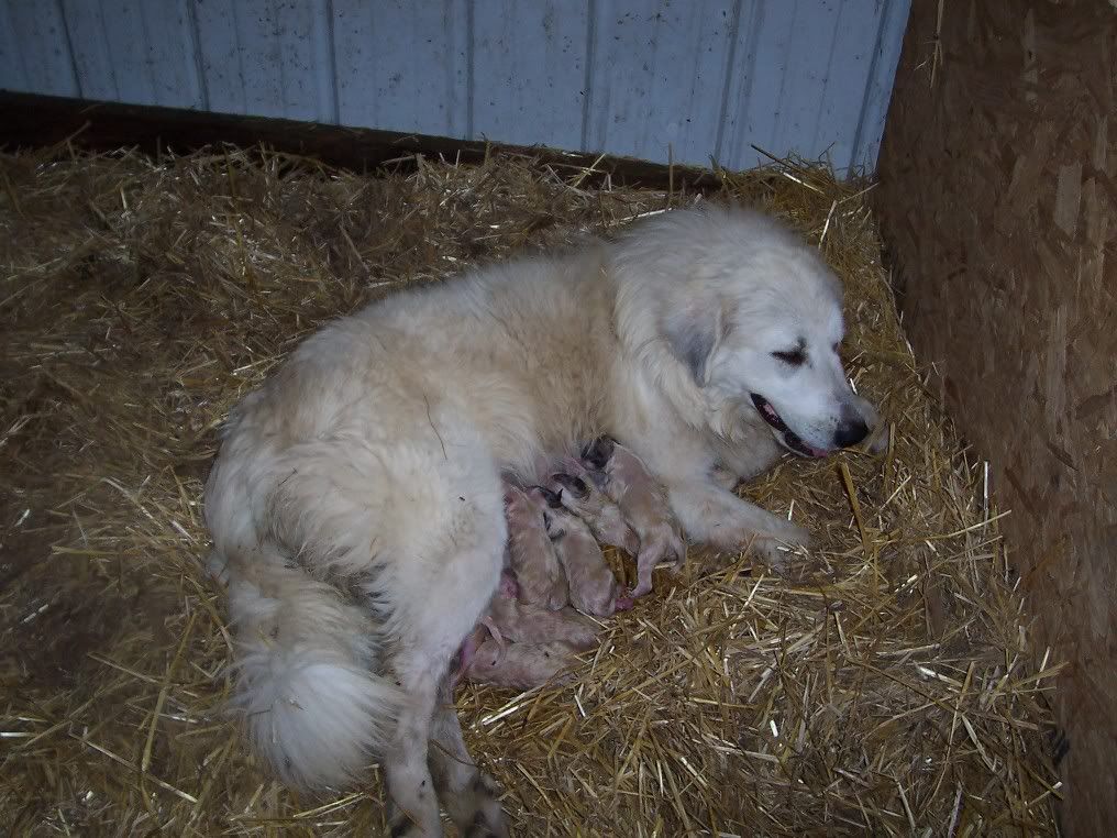 New Litter of Pyrenees pups!! - Goats