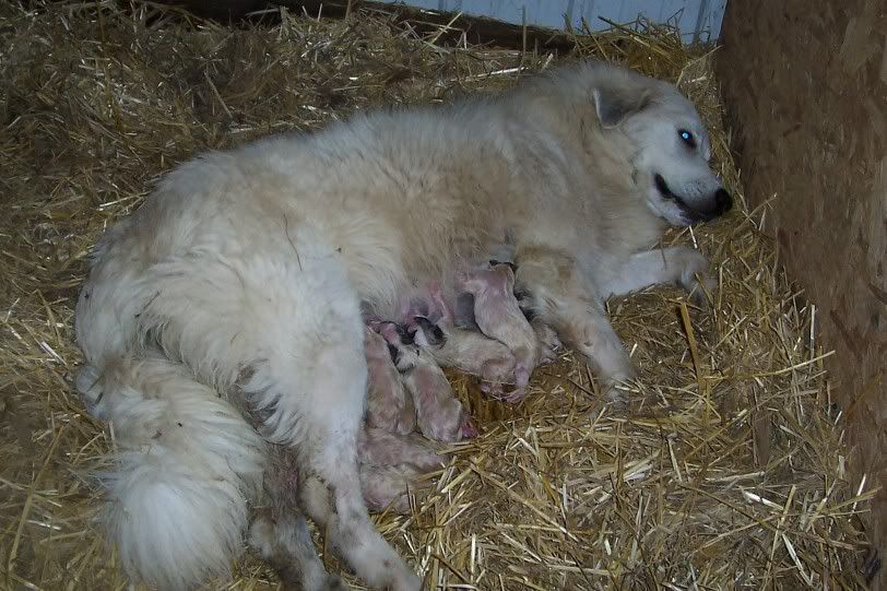 New Litter of Pyrenees pups!! - Goats