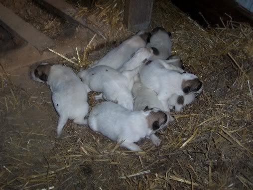 New Litter of Pyrenees pups!! - Goats