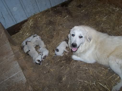 New Litter of Pyrenees pups!! - Goats