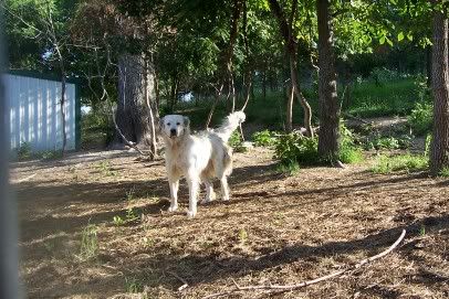 Got my camera working........ - Goats