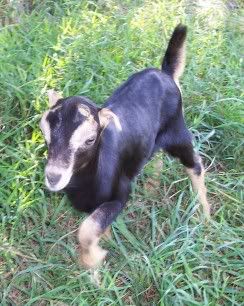 Anyone have LaMancha/Nubian cross? - Goats