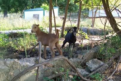 Anyone have LaMancha/Nubian cross? - Goats