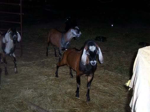 Got my camera working........ - Goats