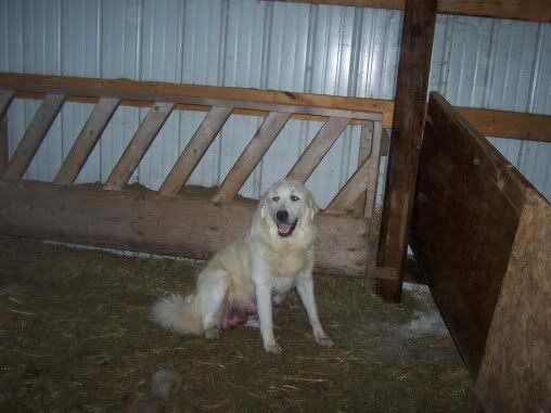 Got my camera working........ - Goats