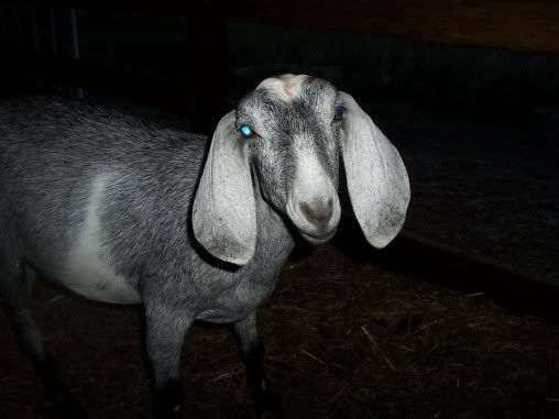 Got my camera working........ - Goats