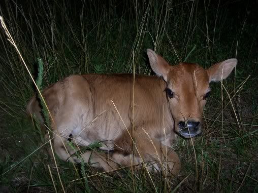 New calf......a bull! - Cattle