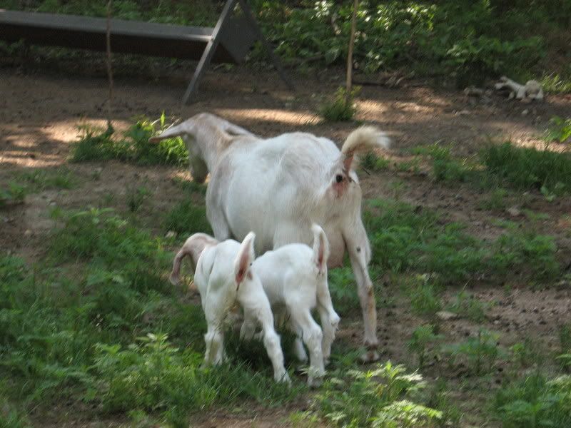 She fooled me! - Goats