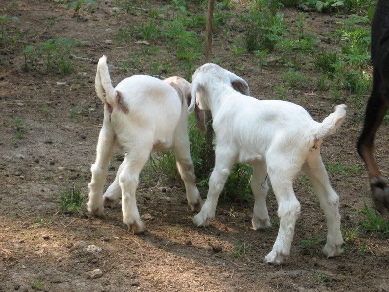 She fooled me! - Goats