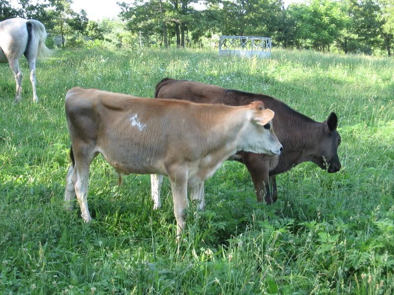 Weaned Steer For Sale-Missouri - Cattle