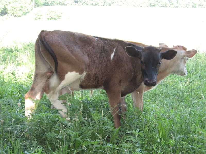 Weaned Steer For Sale-Missouri - Cattle