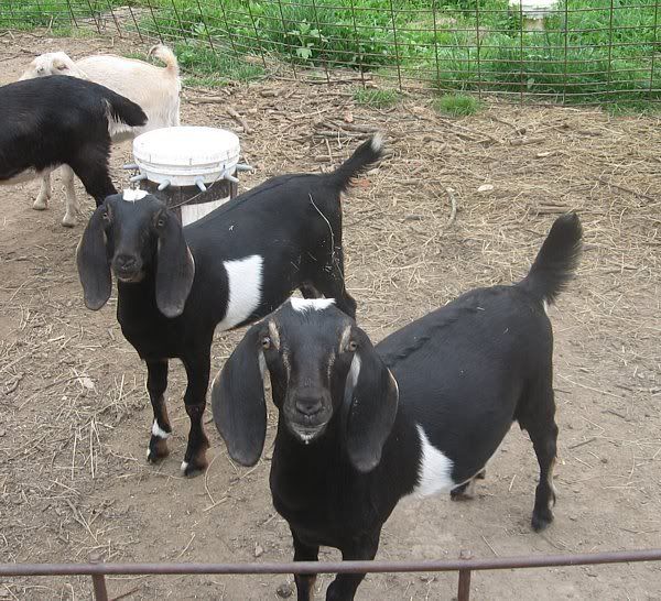 A few pics from today - Goats
